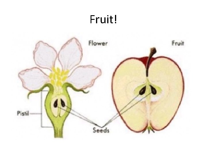 Fruit! 