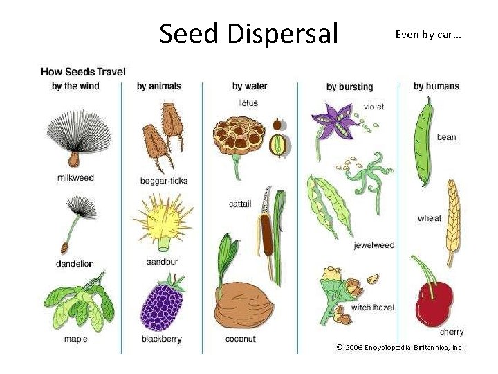 Seed Dispersal Even by car… 