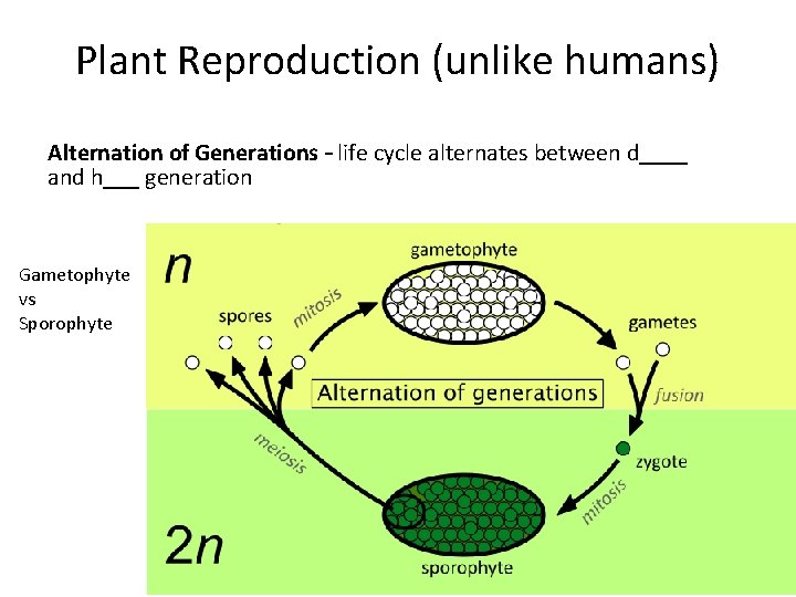 Plant Reproduction (unlike humans) Alternation of Generations – life cycle alternates between d____ and