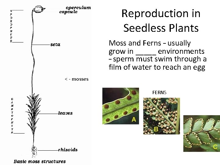 Reproduction in Seedless Plants Moss and Ferns – usually grow in _____ environments –