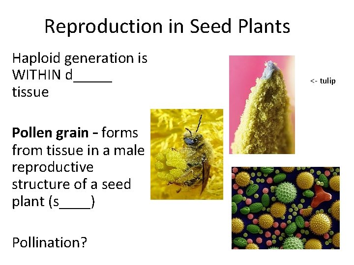 Reproduction in Seed Plants Haploid generation is WITHIN d_____ tissue Pollen grain – forms