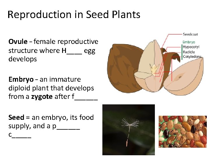 Reproduction in Seed Plants Ovule – female reproductive structure where H____ egg develops Embryo