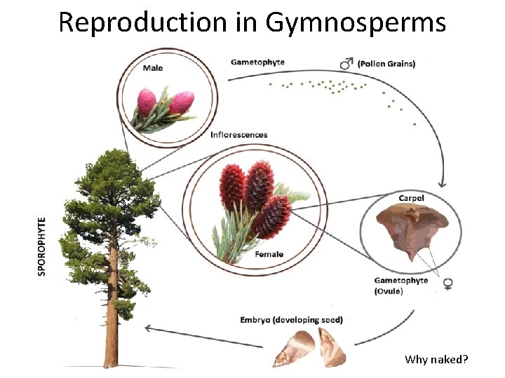 Reproduction in Gymnosperms Why naked? 