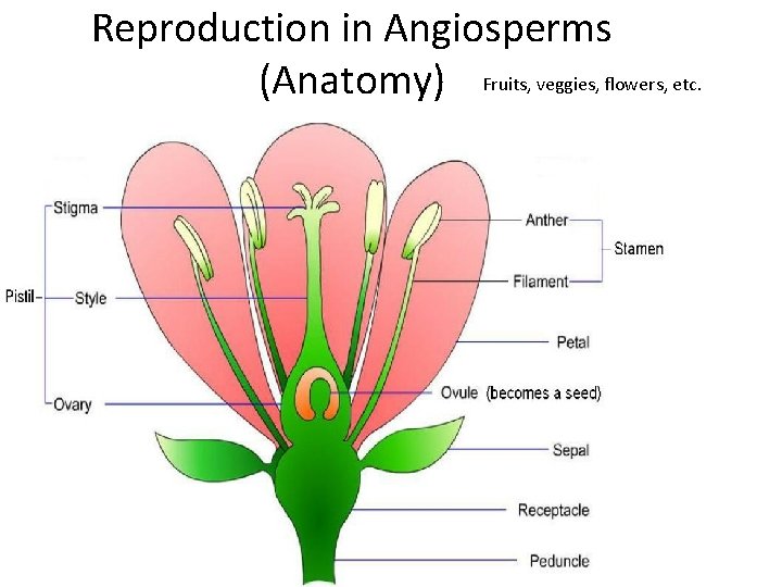 Reproduction in Angiosperms (Anatomy) Fruits, veggies, flowers, etc. 