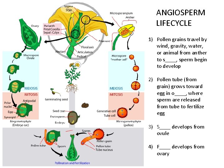 ANGIOSPERM LIFECYCLE 1) Pollen grains travel by wind, gravity, water, or animal from anther