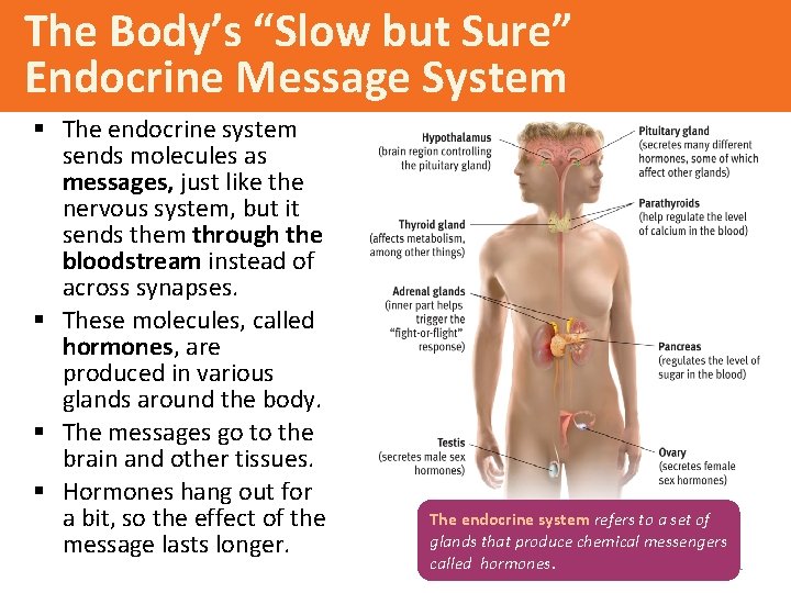 The Body’s “Slow but Sure” Endocrine Message System § The endocrine system sends molecules