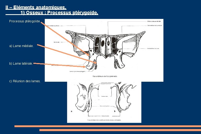 II – Eléments anatomiques. 1) Osseux : Processus ptérygoïde a) Lame médiale. b) Lame