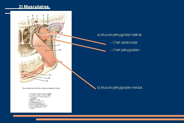 2) Musculaires. a) Muscle ptérygoïdien latéral. - Chef sphénoïdal. - Chef ptérygoïdien. b) Muscle