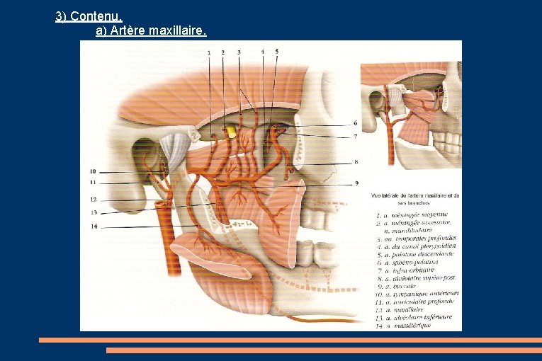 3) Contenu. a) Artère maxillaire. 