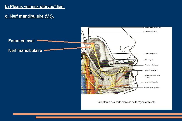 b) Plexus veineux ptérygoïdien. c) Nerf mandibulaire (V 3). Foramen oval Nerf mandibulaire 