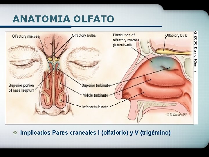 ANATOMIA OLFATO v Implicados Pares craneales I (olfatorio) y V (trigémino) 