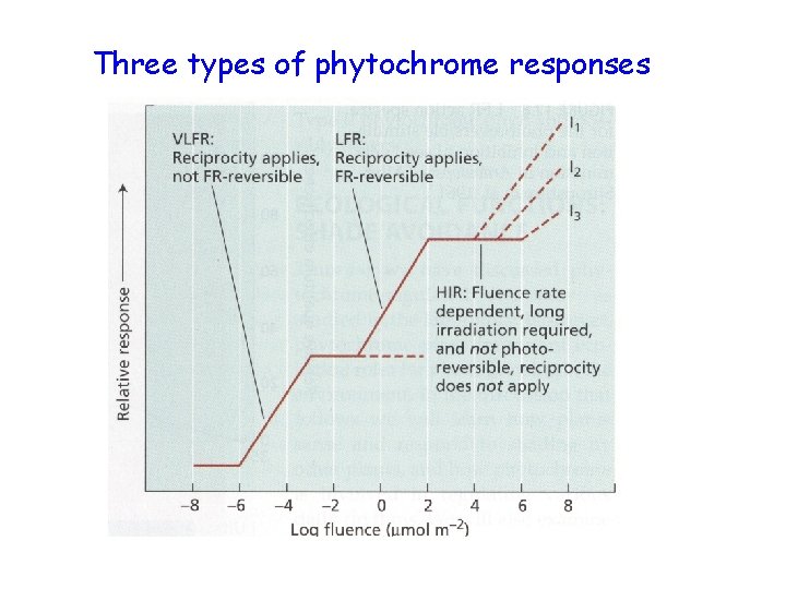 Three types of phytochrome responses 