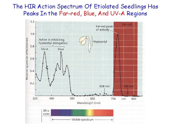 The HIR Action Spectrum Of Etiolated Seedlings Has Peaks In the Far-red, Blue, And