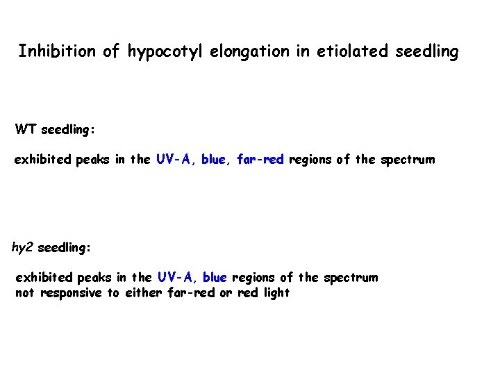 Inhibition of hypocotyl elongation in etiolated seedling WT seedling: exhibited peaks in the UV-A,