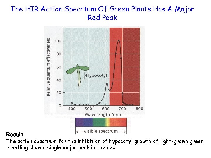 The HIR Action Specrtum Of Green Plants Has A Major Red Peak Result The