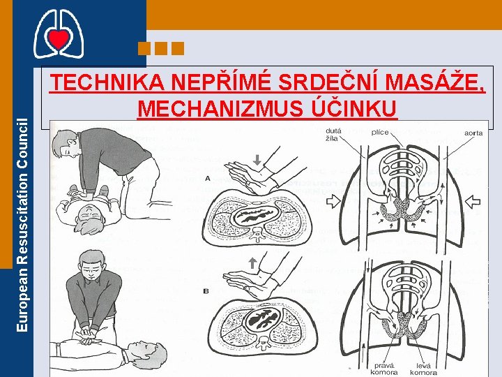 European Resuscitation Council TECHNIKA NEPŘÍMÉ SRDEČNÍ MASÁŽE, MECHANIZMUS ÚČINKU 