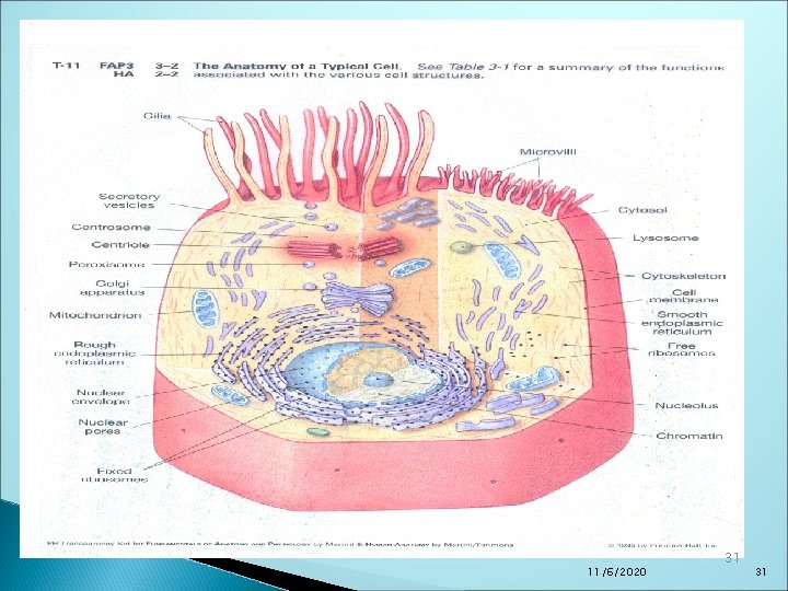 11/6/2020 31 31 11/6/2020 31 31