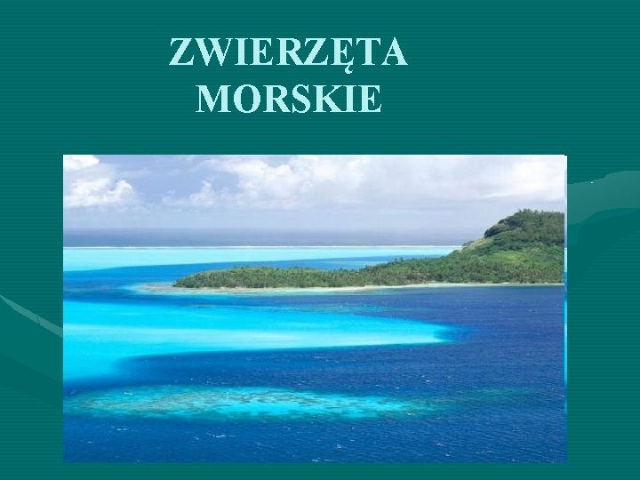 ZWIERZĘTA MORSKIE 