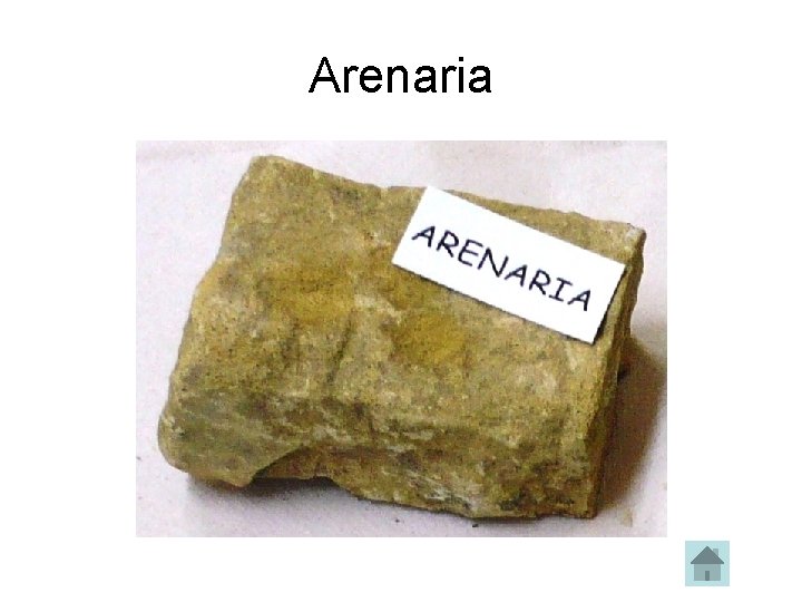 Arenaria 