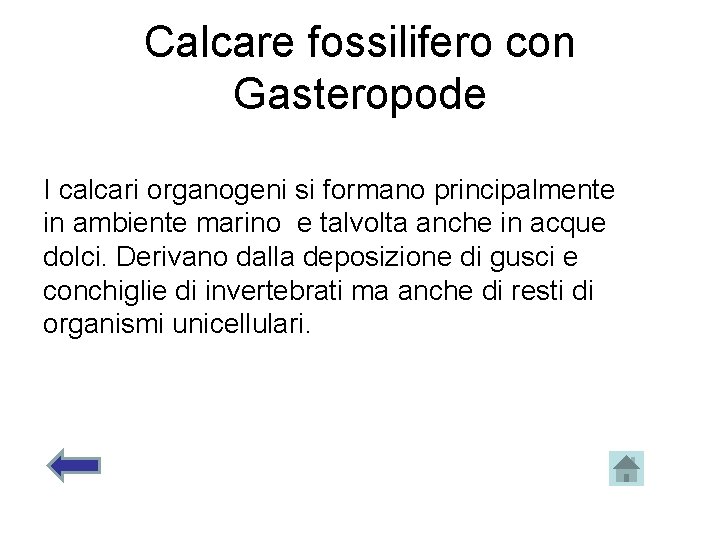 Calcare fossilifero con Gasteropode I calcari organogeni si formano principalmente in ambiente marino e