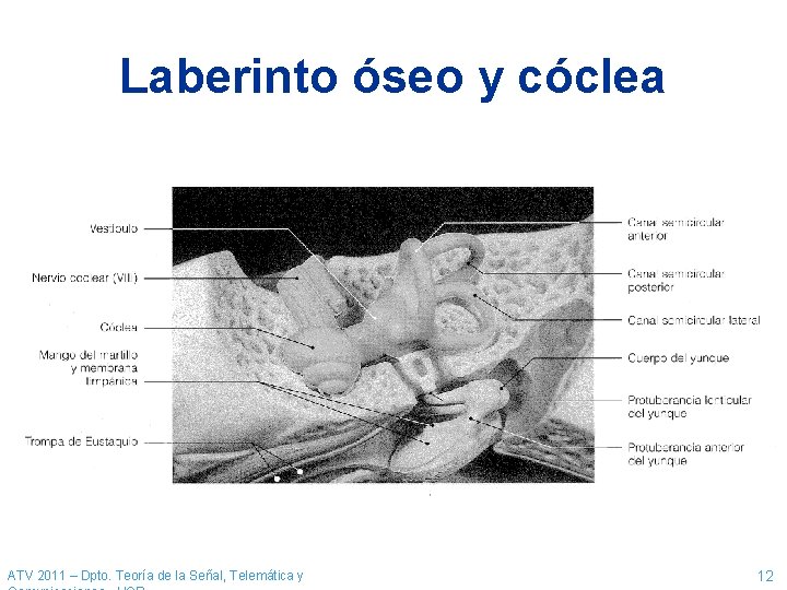 Laberinto óseo y cóclea ATV 2011 – Dpto. Teoría de la Señal, Telemática y Laberinto óseo y cóclea ATV 2011 – Dpto. Teoría de la Señal, Telemática y