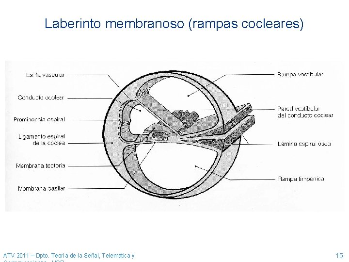 Laberinto membranoso (rampas cocleares) ATV 2011 – Dpto. Teoría de la Señal, Telemática y Laberinto membranoso (rampas cocleares) ATV 2011 – Dpto. Teoría de la Señal, Telemática y