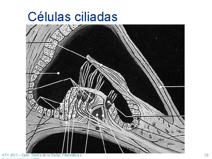 Células ciliadas ATV 2011 – Dpto. Teoría de la Señal, Telemática y 18 Células ciliadas ATV 2011 – Dpto. Teoría de la Señal, Telemática y 18