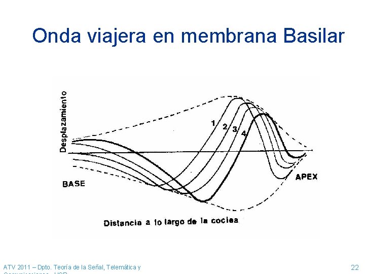 Onda viajera en membrana Basilar ATV 2011 – Dpto. Teoría de la Señal, Telemática Onda viajera en membrana Basilar ATV 2011 – Dpto. Teoría de la Señal, Telemática