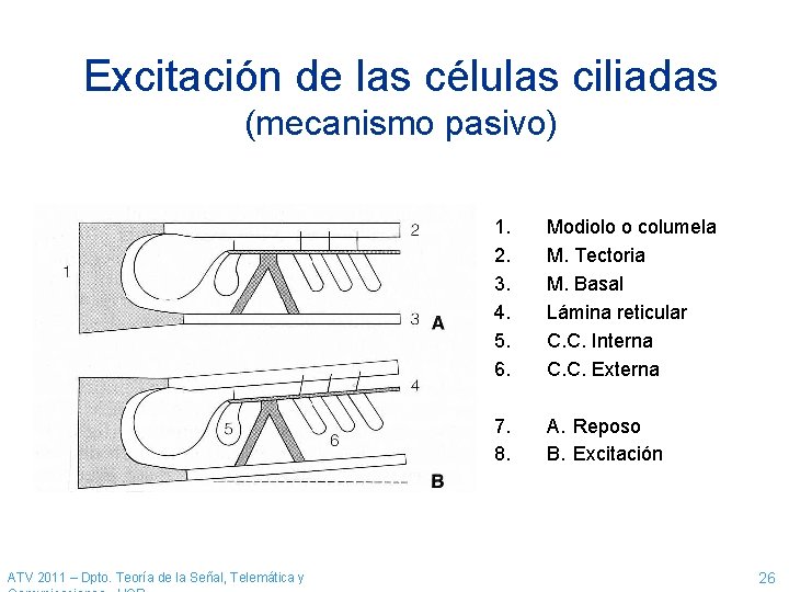 Excitación de las células ciliadas (mecanismo pasivo) ATV 2011 – Dpto. Teoría de la Excitación de las células ciliadas (mecanismo pasivo) ATV 2011 – Dpto. Teoría de la