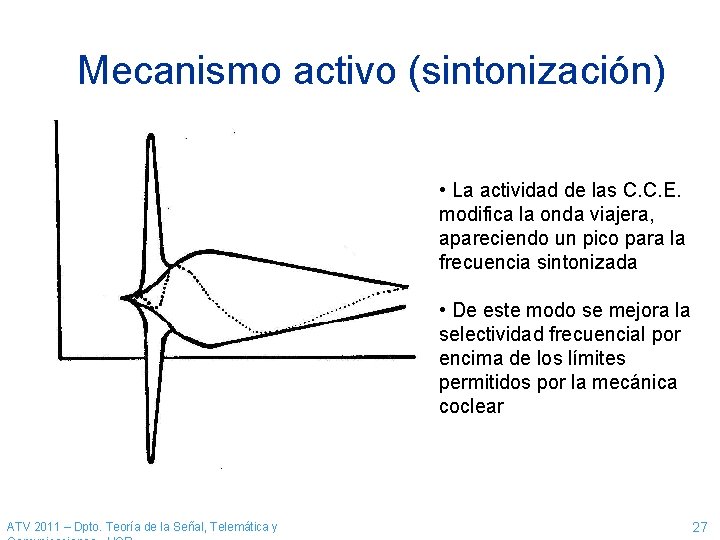 Mecanismo activo (sintonización) • La actividad de las C. C. E. modifica la onda Mecanismo activo (sintonización) • La actividad de las C. C. E. modifica la onda
