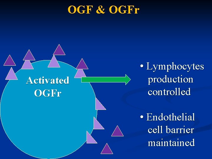 OGF & OGFr Activated OGFr • Lymphocytes production controlled • Endothelial cell barrier maintained