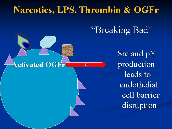 Narcotics, LPS, Thrombin & OGFr “Breaking Bad” Src and p. Y Activated OGFr production