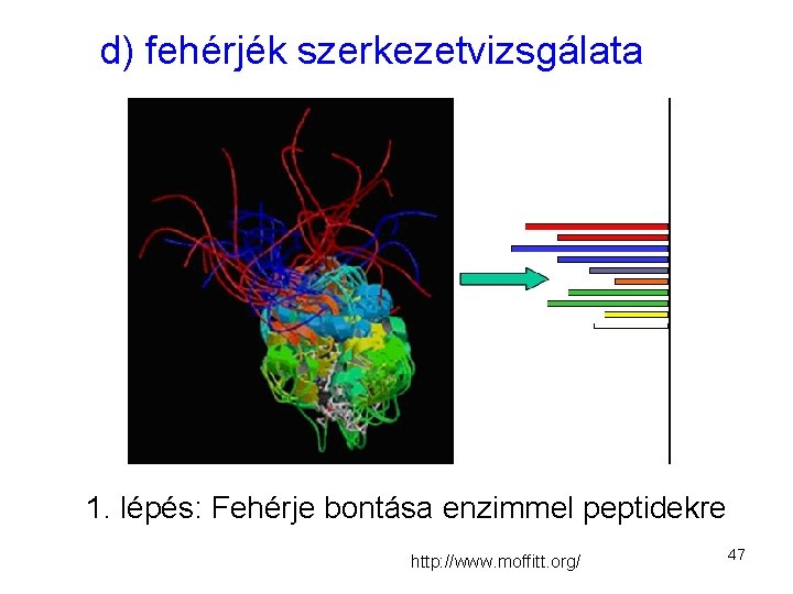 d) fehérjék szerkezetvizsgálata 1. lépés: Fehérje bontása enzimmel peptidekre http: //www. moffitt. org/ 47