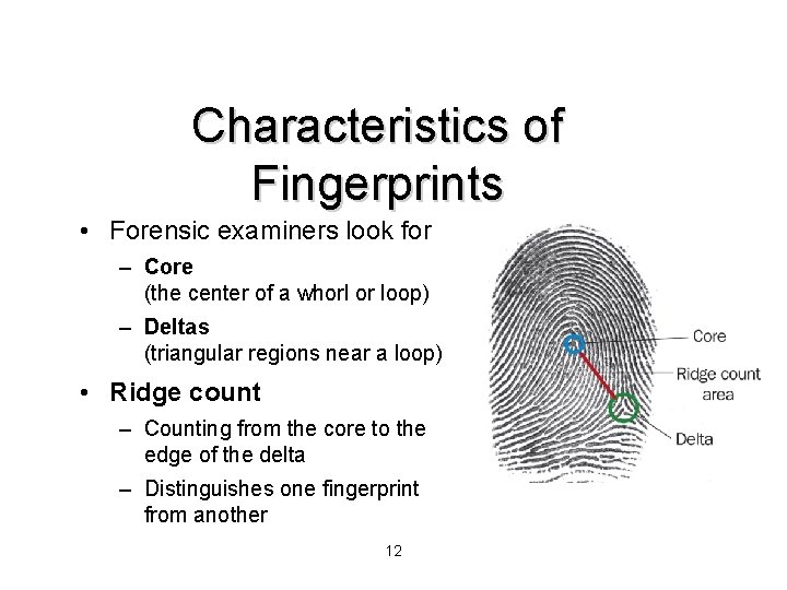 Characteristics of Fingerprints • Forensic examiners look for – Core (the center of a