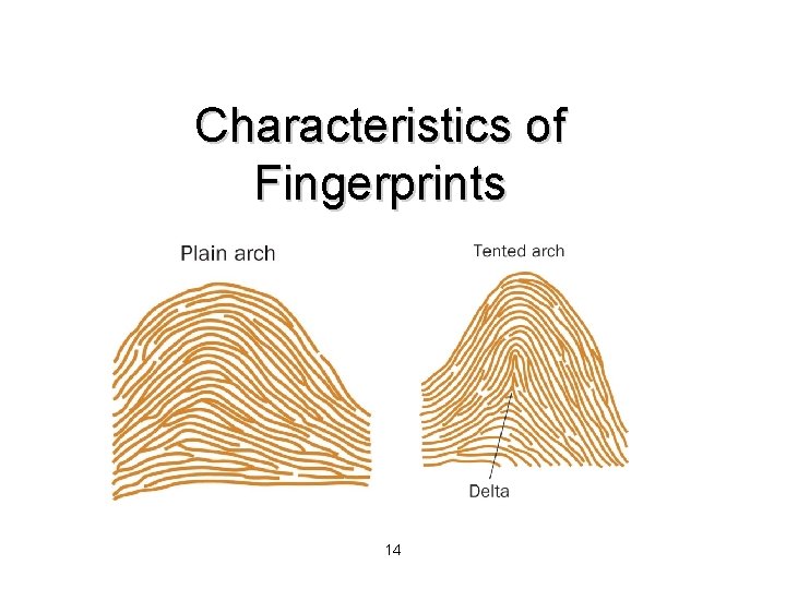 Characteristics of Fingerprints 14 