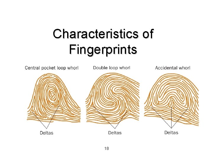 Characteristics of Fingerprints 18 