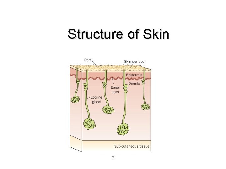 Structure of Skin 7 