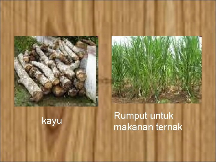 kayu Rumput untuk makanan ternak 