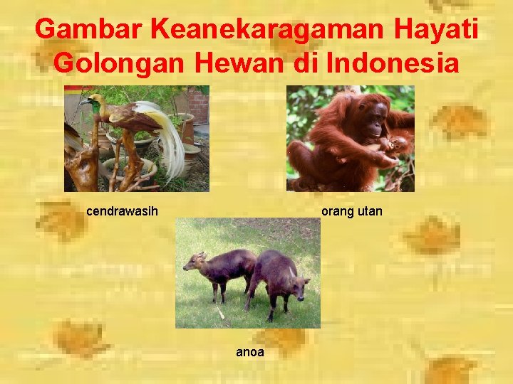 Gambar Keanekaragaman Hayati Golongan Hewan di Indonesia cendrawasih orang utan anoa 