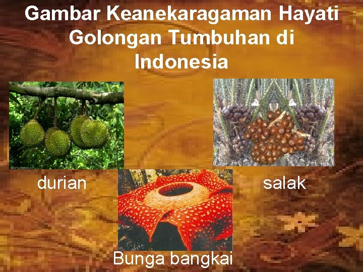 Gambar Keanekaragaman Hayati Golongan Tumbuhan di Indonesia durian salak Bunga bangkai 
