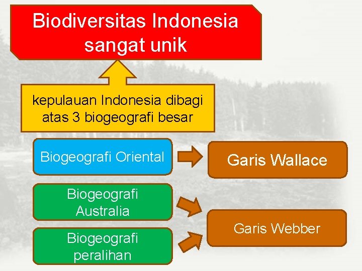 Biodiversitas Indonesia sangat unik kepulauan Indonesia dibagi atas 3 biogeografi besar Biogeografi Oriental Garis