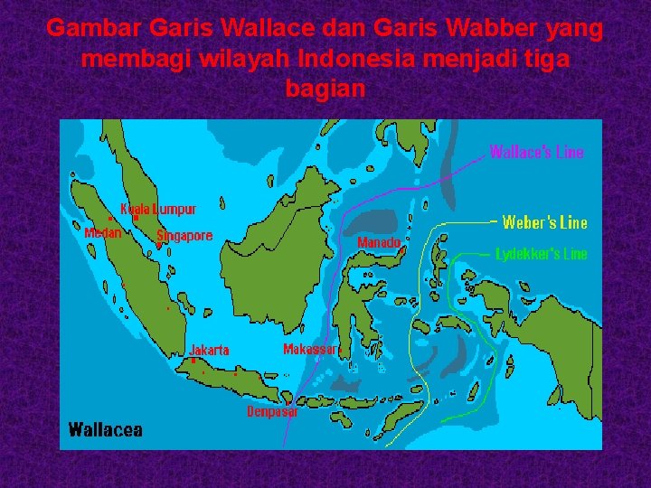 Gambar Garis Wallace dan Garis Wabber yang membagi wilayah Indonesia menjadi tiga bagian 