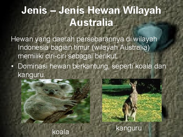 Jenis – Jenis Hewan Wilayah Australia Hewan yang daerah persebarannya di wilayah Indonesia bagian