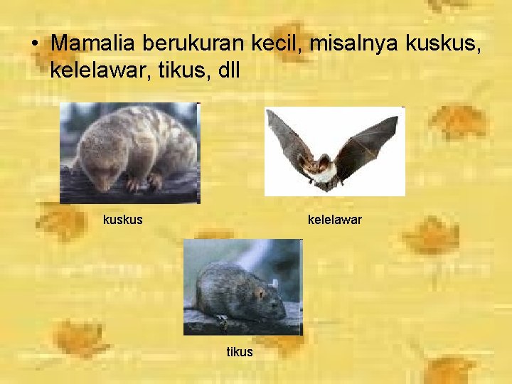  • Mamalia berukuran kecil, misalnya kuskus, kelelawar, tikus, dll kuskus kelelawar tikus 