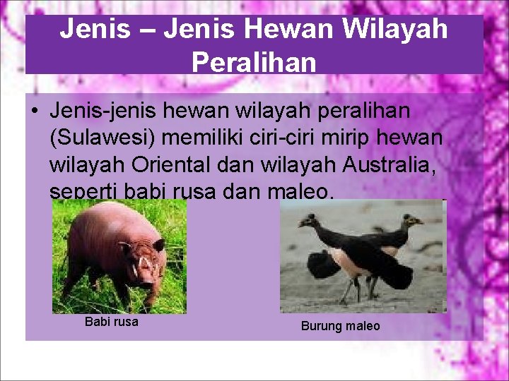 Jenis – Jenis Hewan Wilayah Peralihan • Jenis-jenis hewan wilayah peralihan (Sulawesi) memiliki ciri-ciri