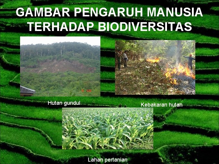 GAMBAR PENGARUH MANUSIA TERHADAP BIODIVERSITAS Hutan gundul Kebakaran hutan Lahan pertanian 
