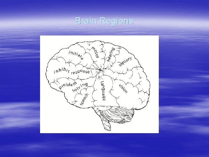 Brain Regions 