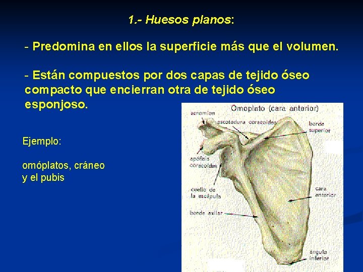 1. - Huesos planos: - Predomina en ellos la superficie más que el volumen.