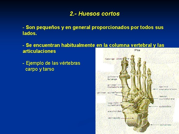 2. - Huesos cortos - Son pequeños y en general proporcionados por todos sus