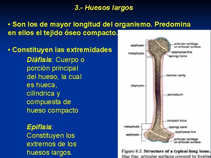 3. - Huesos largos • Son los de mayor longitud del organismo. Predomina en